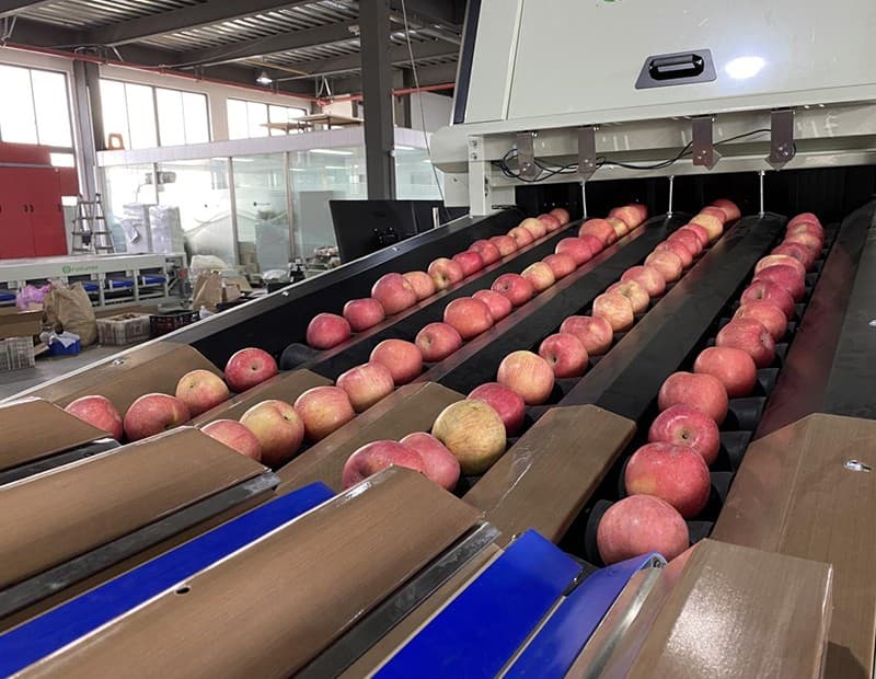 images/1679557628532clasificadora de manzanas.jpg